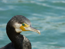 Cormoran - Australie